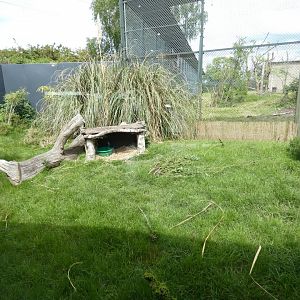 Southern pudu enclosure