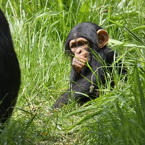 Chimpanzee young