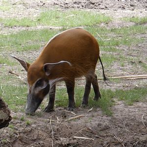 Red river hog