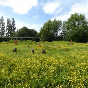 Capybara and Anteater enclosure