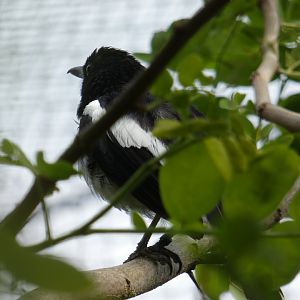 Oriental Magpie-robin
