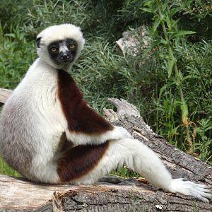 Coquerel's sifaka