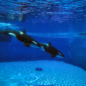 May. 2021 - Orca Encounter - Underwater Viewing