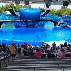 May. 2021 - Orca Encounter