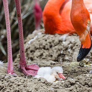 First flamingo chick of the season