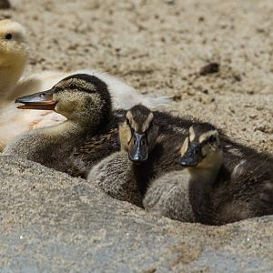 Interesting duckling