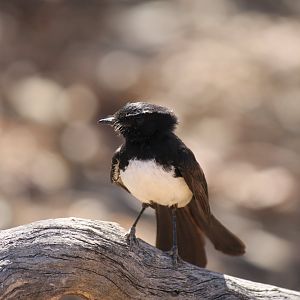 Willie Wagtail