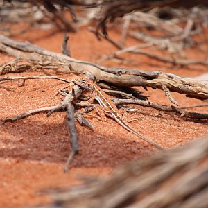 Mallee Military Dragon