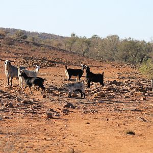 Feral Goats