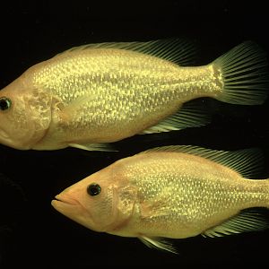 Petenia splendida pair