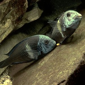 Tropheus duboisi spawning