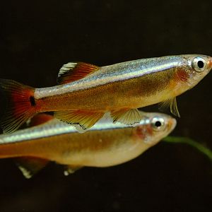 White cloud mountain minnow pair