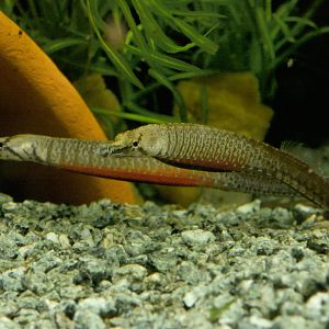 Freshwater pipefish courtship