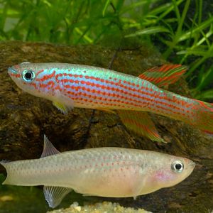 Aphyosemion striatum pair