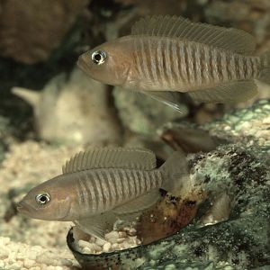 Neolamprologus multifasciatus pair