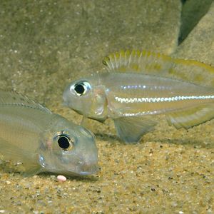 Xenotilapia ornatipinnis pair spawning
