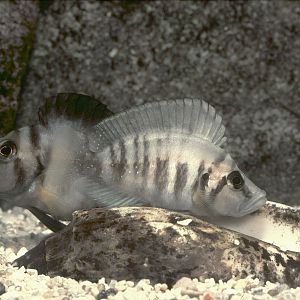 Altolamprologus species 'Sumbu' pair spawning