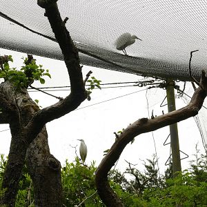 Little egret on the wrong side of the netting, June 2021