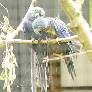 Hyacinth macaws, June 2021