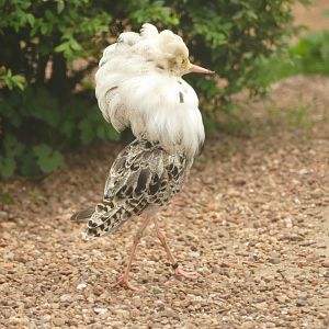 Ruff, Cottage Aviary, June 2021