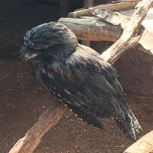 Tawny Frogmouth (Podargus strigoides)
