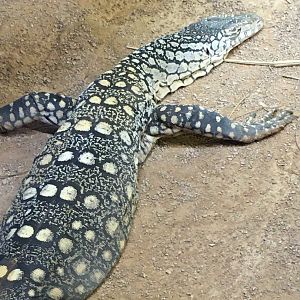 Perentie (Varanus giganteus)