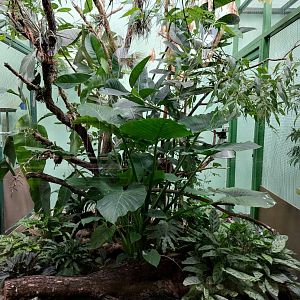 Rhino house - Utila island aviary