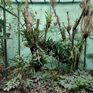 Rhino house - Amazilia hummingbird aviary