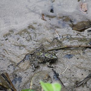 Blanchard’s cricket frog (Acris blanchardi)