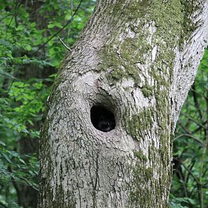 Common Racoon (Procyon lotor)