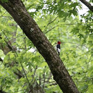 Red-Headed Woodpecker (Melanerpes erythrocephalus)