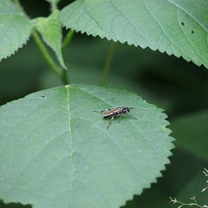Wood soldier fly (Xylomya aterrima)