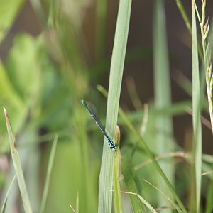 Stream bluet (Enallagma exsulans)