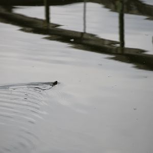 Common watersnake (Nerodia sipedon)