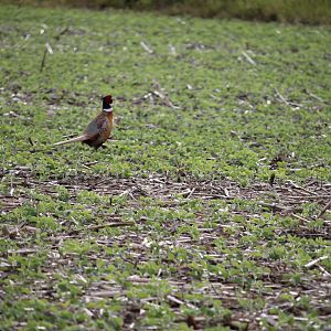 Ring-Necked Pheasant Male