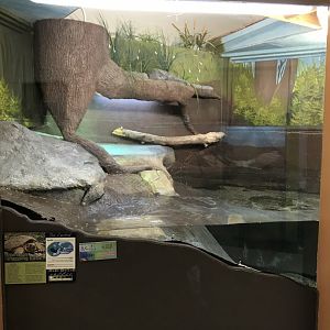 Zoo Central- common snapping turtle exhibit