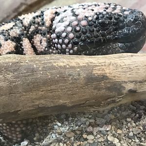 Gila monster