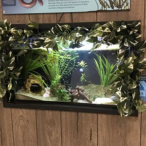 Zoo Central- Axolotl terrarium