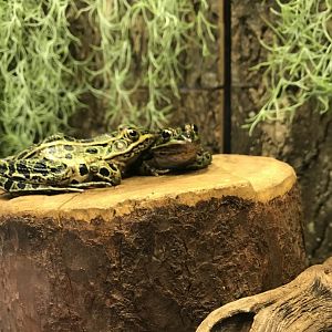 Northern leopard frogs