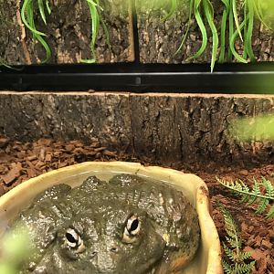 African bullfrog
