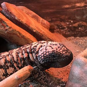 Gila monster