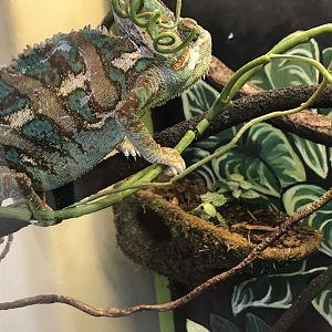 Veiled chameleon