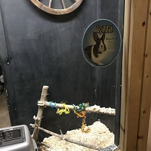 Griggs learning Center- domestic rabbit exhibit