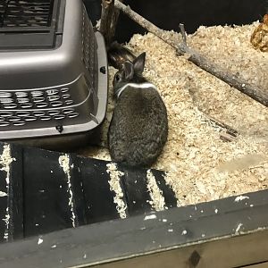 Griggs learning Center- domestic rabbit