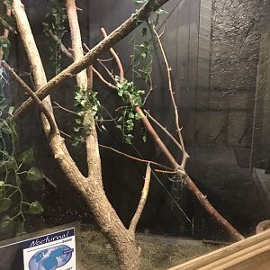 Griggs learning Center- brush-tailed bettong exhibit