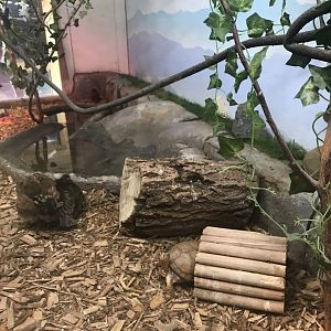 Griggs learning Center- American robin/northern bobwhite quail/common box turtle exhibit