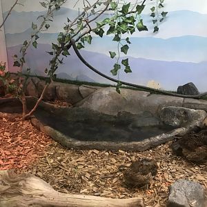 Griggs learning Center American robin/northern bobwhite quail/common box turtle exhibit