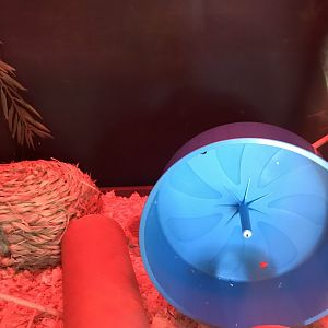 Griggs learning Center- part of African Pygmy hedgehog exhibit