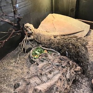 Griggs learning Center- bearded dragon