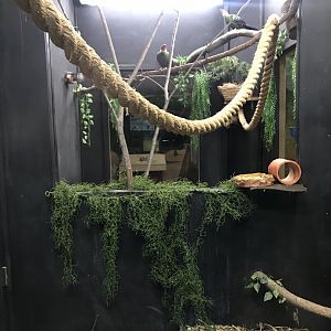 Griggs learning Center- red-crested turacco exhibit